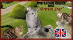  Британские котята