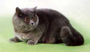 британская короткошерстная кошка, британские кошки, фото, фотография